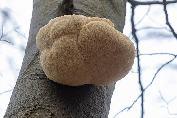 istock Hericium erinaceus growing on a tree in the Netherlands during a cloudy day in autumn 2251396597