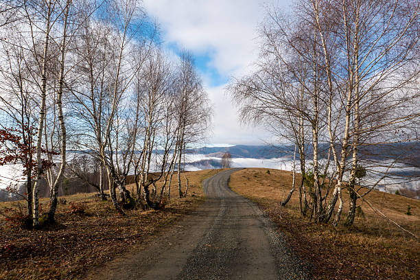A picturesque landscape capturing a winding dirt road ascending a sunlit hill, bordered by elegant white-barked birch trees. The scene is set in the rural area of Sângeorz-Băi, Bistrița-Năsăud County, in Transylvania, Romania. Low-hanging clouds and fog partially shroud the forested Carpathian Mountains in the background, creating a mood of solitude, travel, and natural beauty. This photograph is ideal for themes relating to road trips, remote destinations, the changing seasons, and the unspoiled nature of Eastern Europe.
