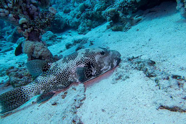 Coral reef environment with coral colonies, pufferfish lying on sandy bottom at great depth, high visibility water, underwater landscape