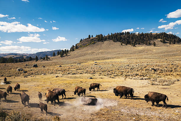 Herd of bison roaming and grazing freely in Yellowstone National Park.