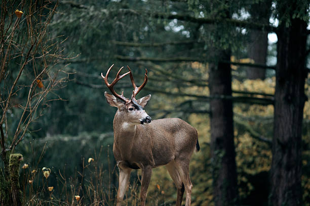 A handsome male mule deer, specifically Columbian Black Tail, poses for a portrait in a forest setting in Washington state, USA.    The stag has a nice rack of antlers and a thick coat.