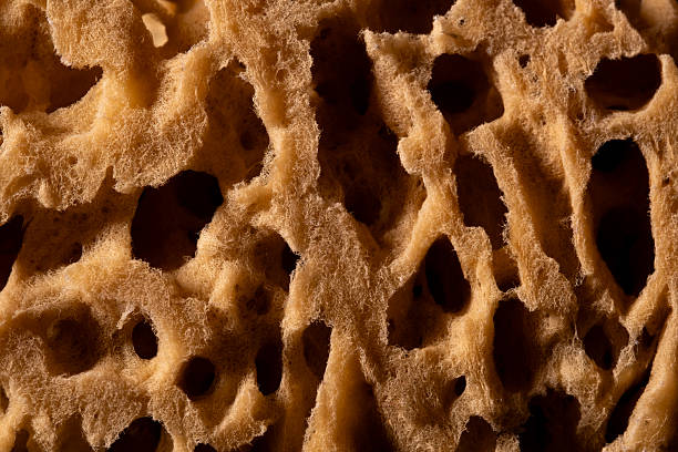 Extreme close up texture photo of a real organic sea sponge harvested from the ocean, showcasing natural pores and fibers