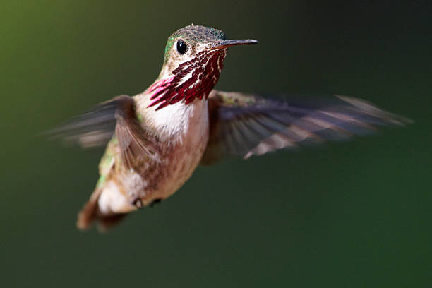 a Hummingbird searches for food in Northern Montana