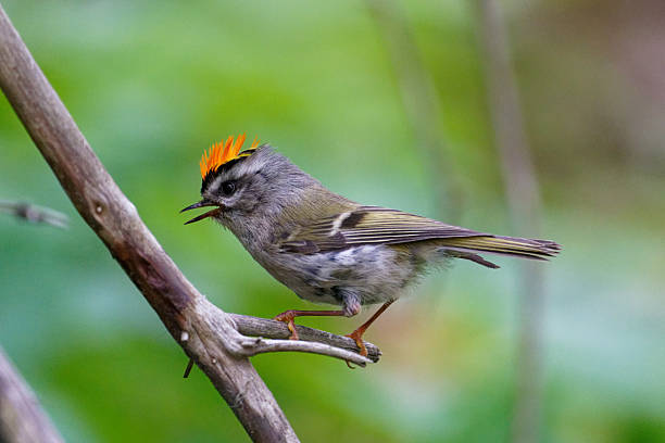 istock Golden-crowned Kinglet 2251401316