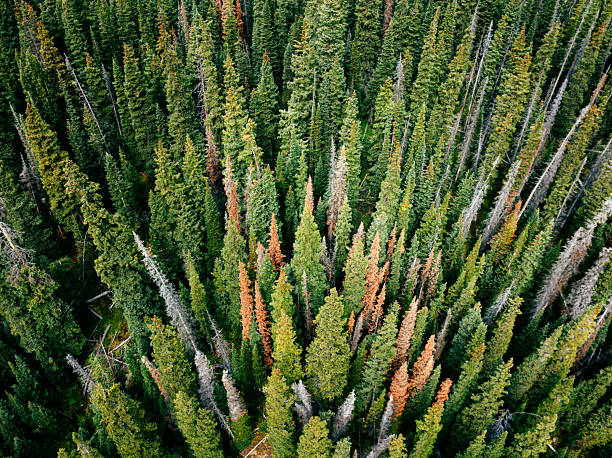 Tall evergreen trees and dense woods with plants, branches and stumps,