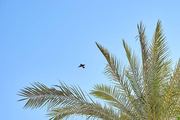 A bird is soaring above a lush palm tree, showcasing vibrant green leaves against a bright blue sky, creating a serene outdoor atmosphere