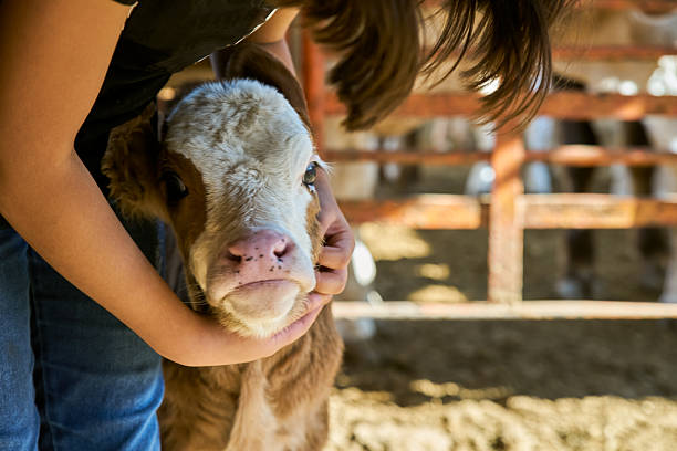 Calf being held and hugged by a person in a sunlit pen