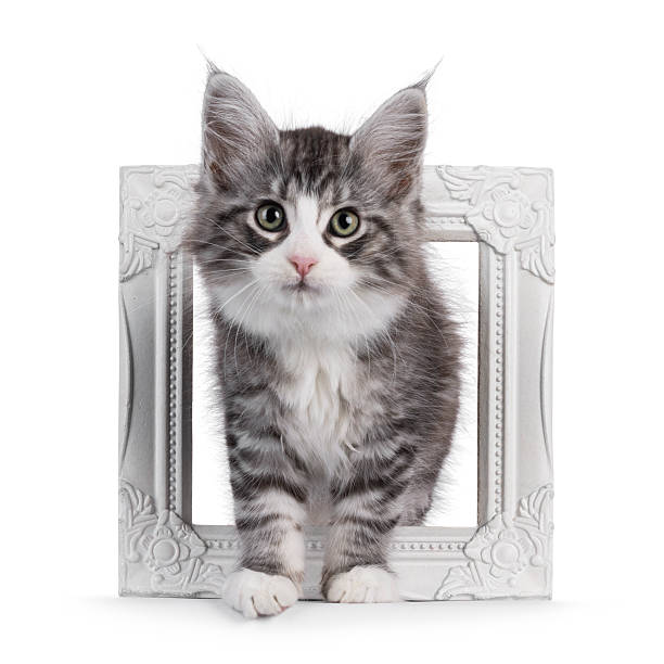 istock Maine Coon cat kitten on white background 2251408021