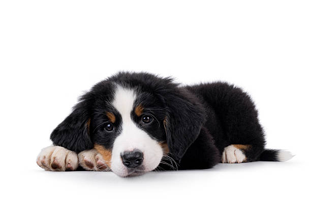 istock Bernese Mountaindog puppy on white 2251408501