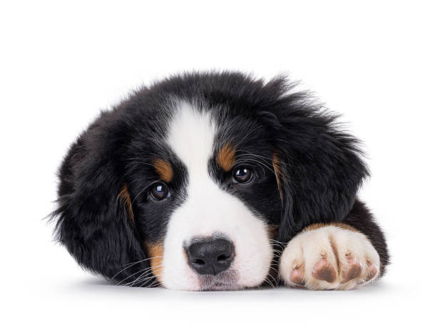 istock Bernese Mountaindog puppy on white 2251408684