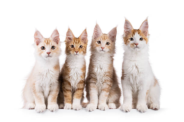 istock Maine Coon kittens on white background 2251409242