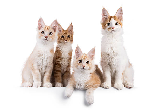 istock Maine Coon kittens on white background 2251409262