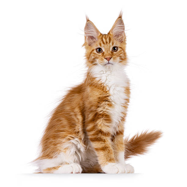 istock Maine Coon cat kitten on white background 2251409429