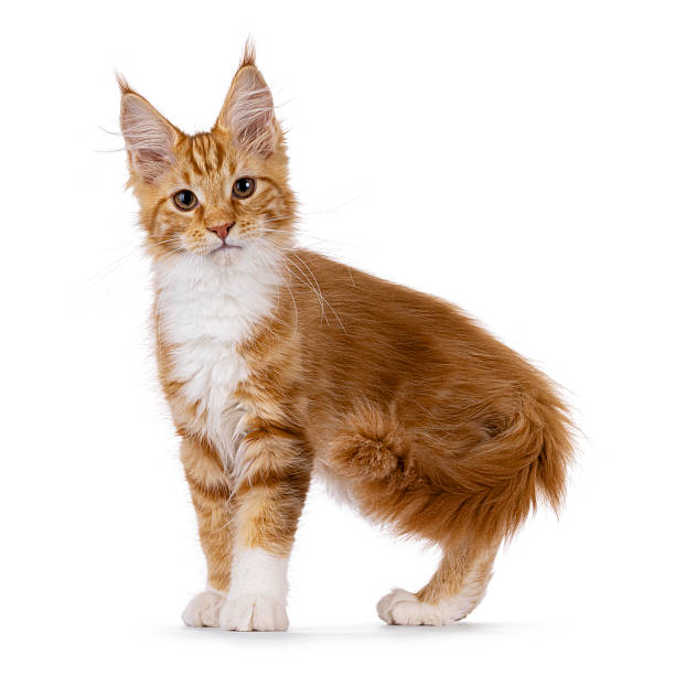 istock Maine Coon cat kitten on white background 2251409456