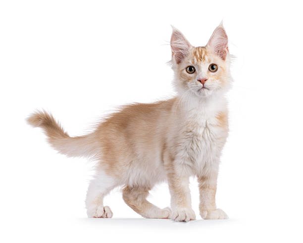 istock Maine Coon cat kitten on white background 2251409597