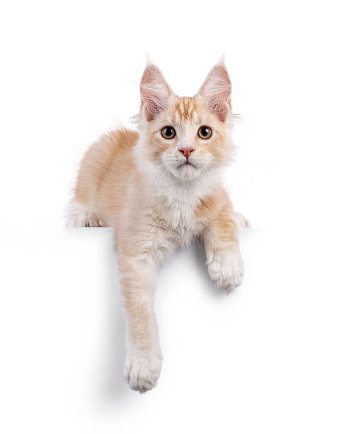 istock Maine Coon cat kitten on white background 2251409638