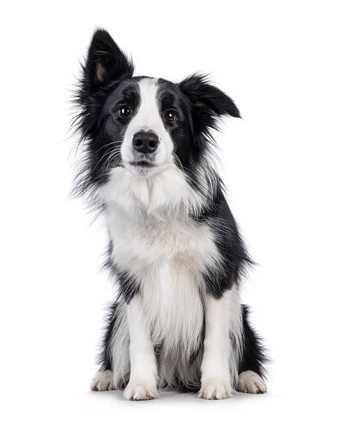 istock Border Collie dog on white background 2251409662