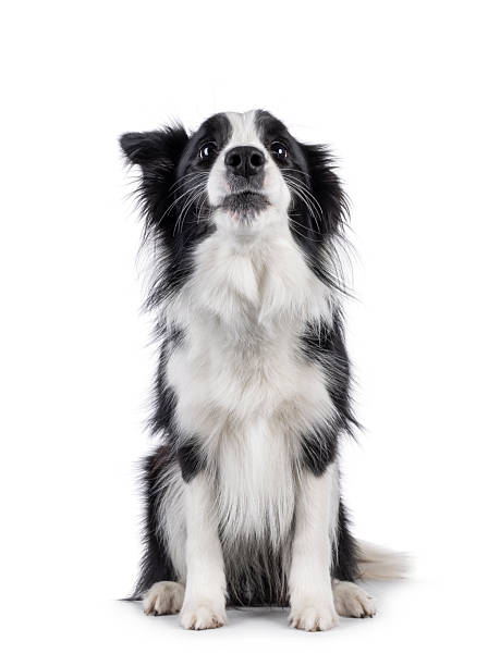 istock Border Collie dog on white background 2251409679