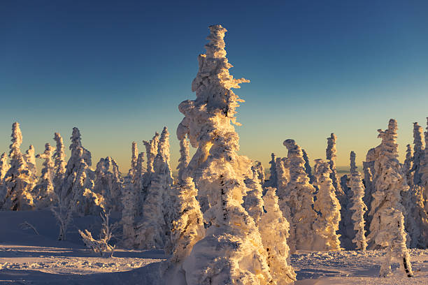 Frozen fir tree at sunset at frost