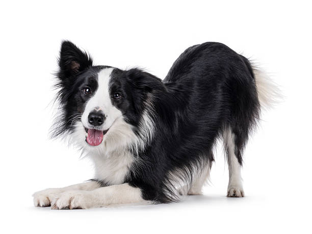 istock Border Collie dog on white background 2251409766