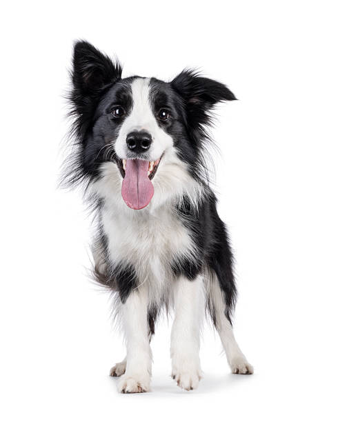 istock Border Collie dog on white background 2251409777