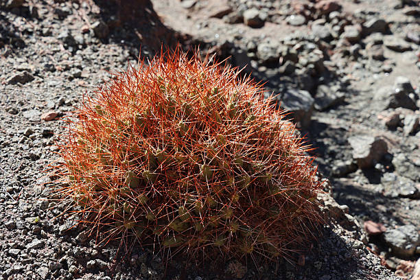istock Ferocactus Cylindraceus in the Arcobalento Valley, San Pedro De Atacama, Chile 2251410370
