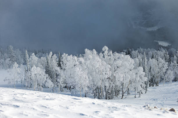 Frozen trees at ski resort, back country skiing