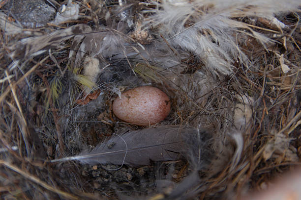 Polioptila dumicola nest with one egg in a garden trash can