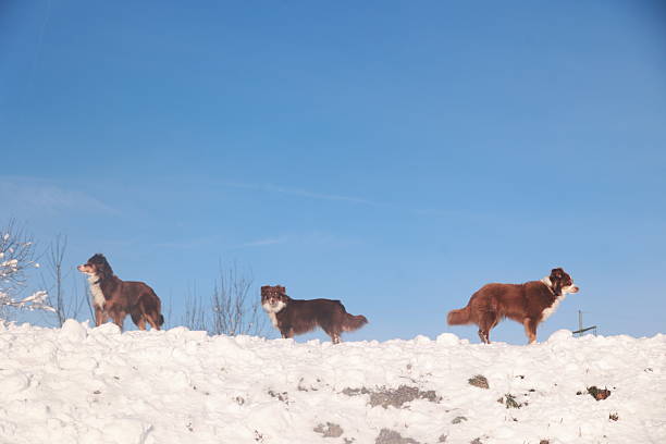 Two funny dogs playing together on winter snow field, outdoors.