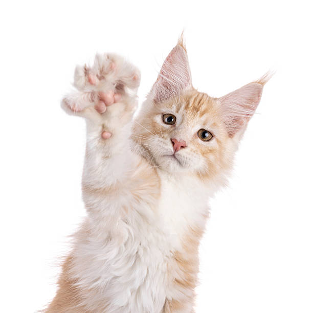 istock Maine Coon cat kiten on white 2251411003
