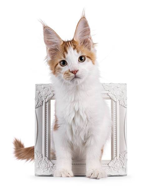 istock Maine Coon cat kiten on white 2251411058