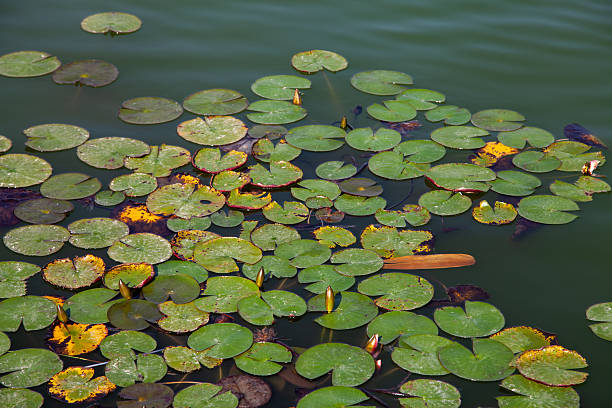 A tranquil nature scene showing fresh green water lily leaves floating on a calm pond surface creating an organic pattern with soft reflections ideal for environmental themes wellness concepts mindfulness design summer nature backgrounds and peaceful outdoor visuals with copy space
