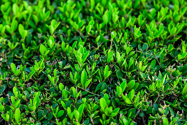 A close up view of vibrant green hedge leaves forming a dense natural texture with fresh growth and rich color ideal for background use in gardening landscaping environmental sustainability nature inspired branding and organic design concepts with full frame coverage and copy space potential