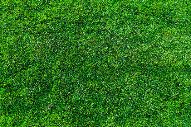 istock Fresh Green Lawn Grass Texture Background With Natural Pattern For Eco Friendly Design And Outdoor Concepts 2251411249