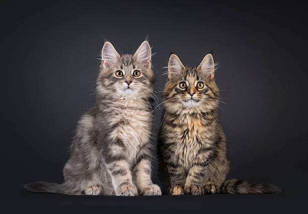 istock Maine Coon cat kittens on black background 2251412107