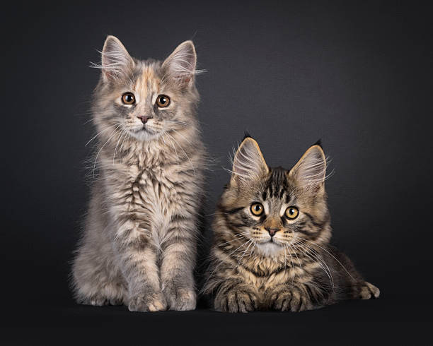 istock Maine Coon cat kittens on black background 2251412123