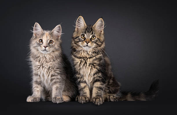 istock Maine Coon cat kittens on black background 2251412136