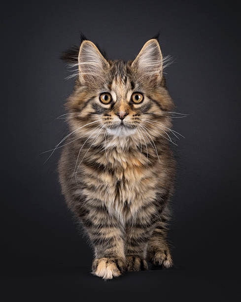 istock Maine Coon cat kitten on black background 2251412353
