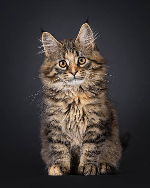 istock Maine Coon cat kitten on black background 2251412399