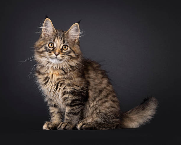 istock Maine Coon cat kitten on black background 2251412433