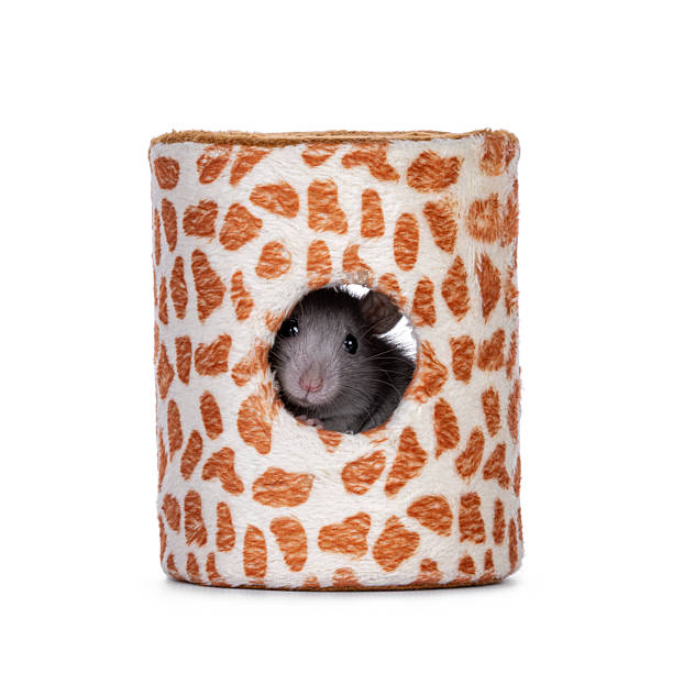 istock Rat in toy on white background 2251412475