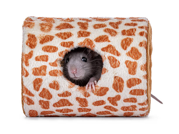 istock Rat in toy on white background 2251412501