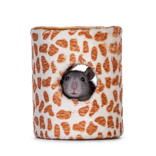 istock Rat in toy on white background 2251412542