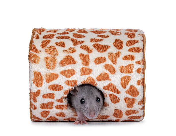 istock Rat in toy on white background 2251412552