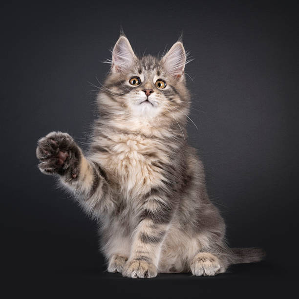 istock Maine Coon cat kitten on black background 2251412765