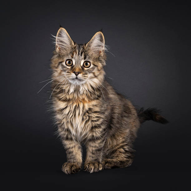 istock Maine Coon cat kitten on black background 2251412916