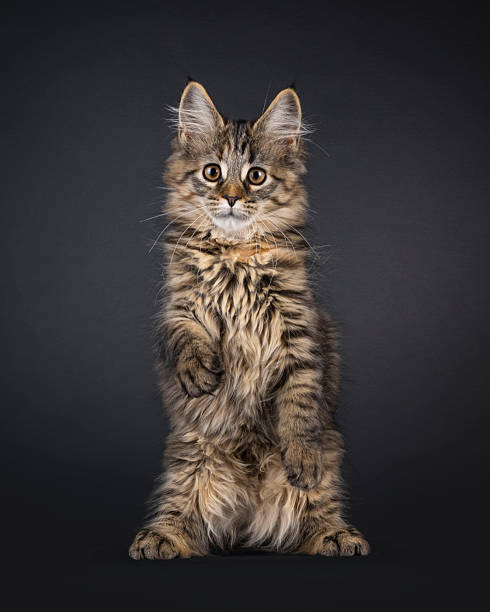 istock Maine Coon cat kitten on black background 2251412980