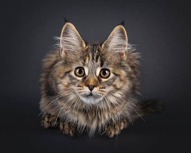 istock Maine Coon cat kitten on black background 2251413023