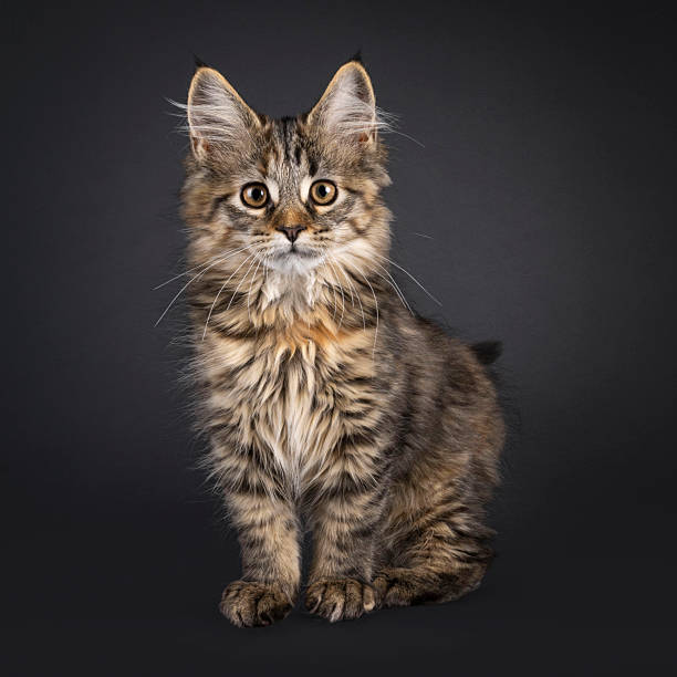 istock Maine Coon cat kitten on black background 2251413044