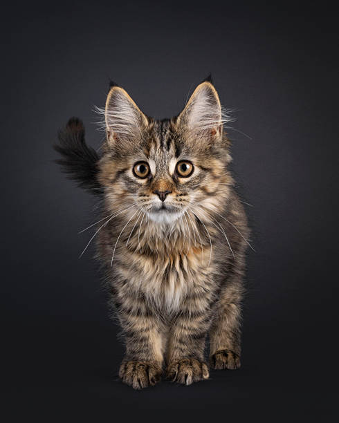 istock Maine Coon cat kitten on black background 2251413060